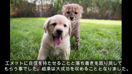エメットとカレン チーターの心を支える犬