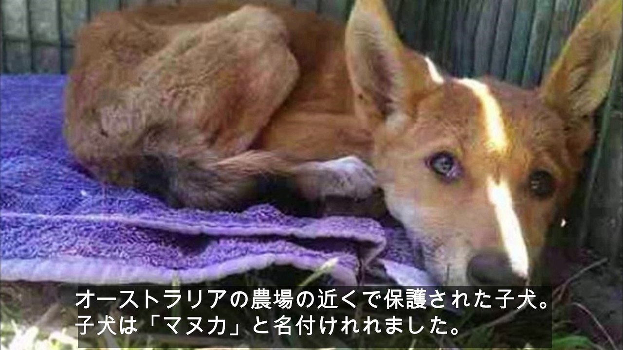 農場近くで保護された子犬。しかし、普通の犬ではなかった。