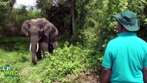 Injured Baby elephant (Tusker )