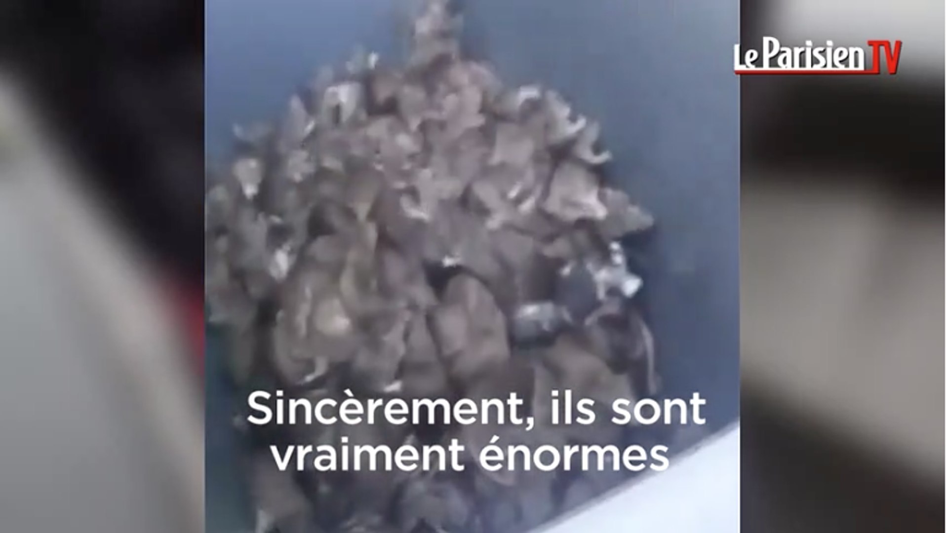 Rats qui pullulent à Paris : le ras-le-bol des éboueurs - Vidéo Dailymotion