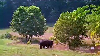 Après 22 ans de séparation, deux éléphants se retrouvent