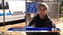 Great Horned Owl Hitches 166-Mile Ride Stuck in SUV Grill