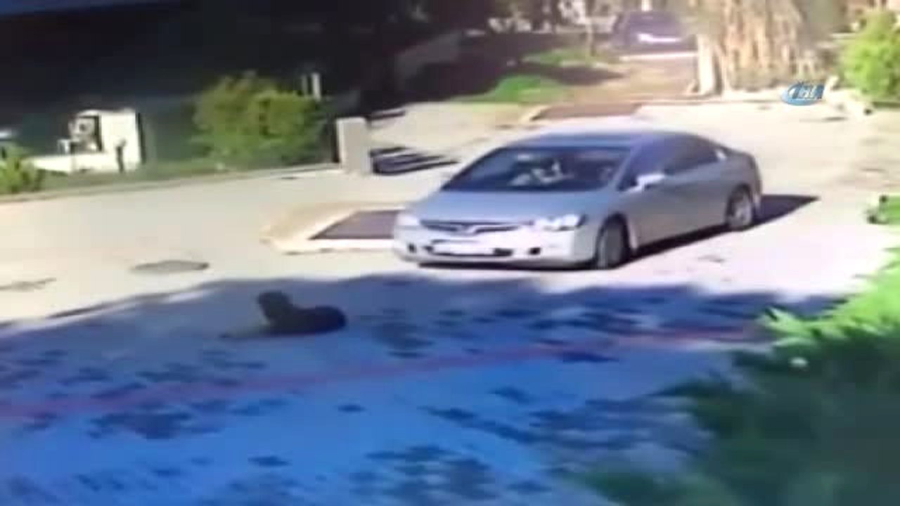 Böyle Vicdansızlık Görülmedi... Yolda Duran Köpeğe Böyle Çarptı