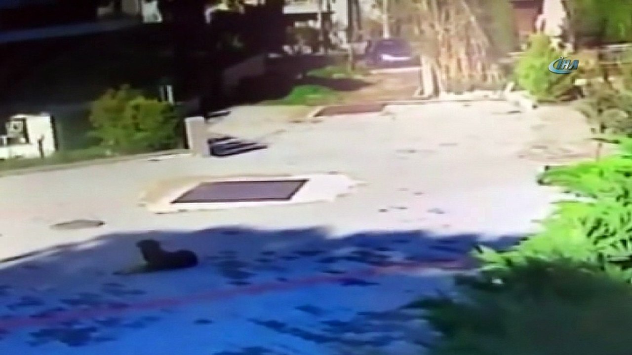 Böyle vicdansızlık görülmedi... Yolda duran köpeğe böyle çarptı