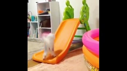 Gulmekten Olduren Komik Kediler