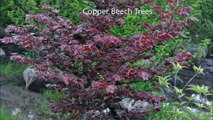 European Copper Beech Trees....HH Farm