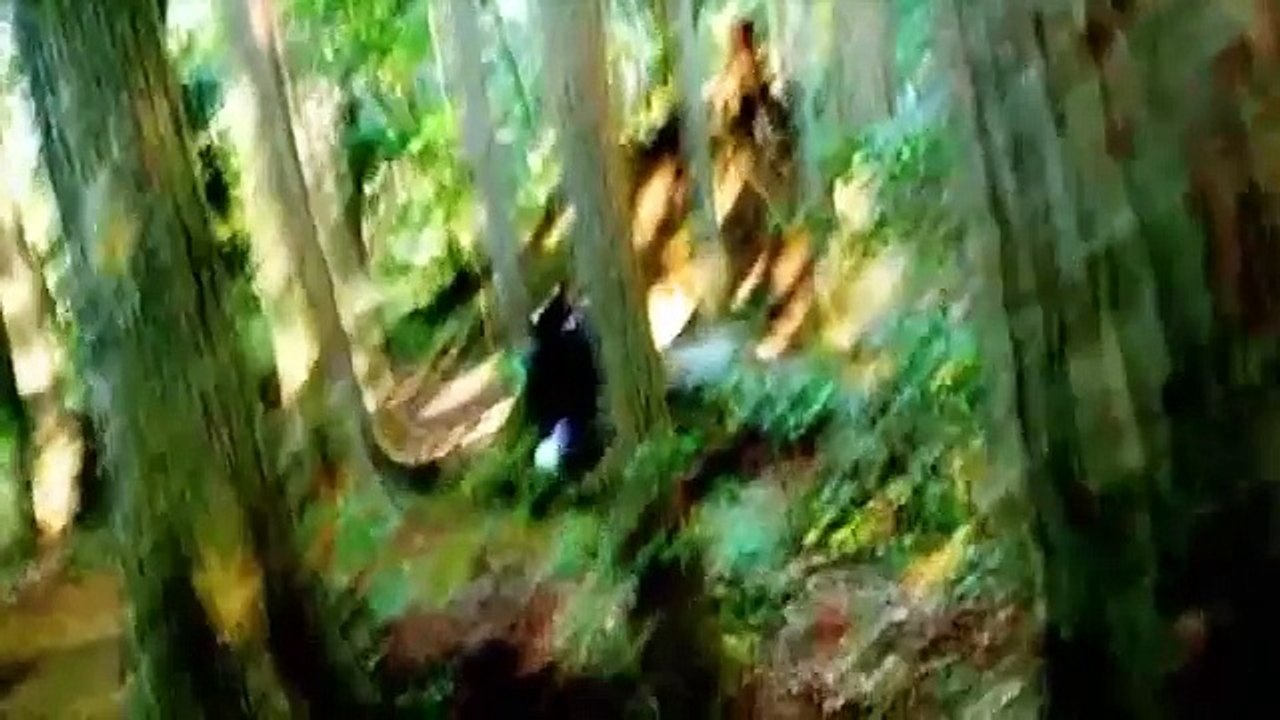キャンプ 2 ロマンス映画