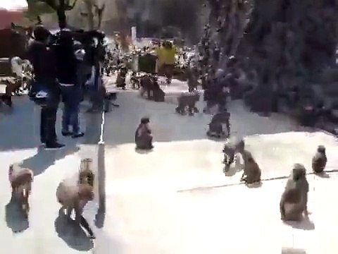 Ces singes deviennent fou au moment du repas!!! Impressionnant