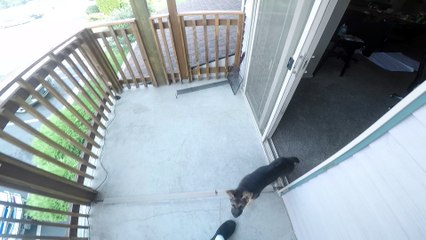 German Shepherd Puppy Training