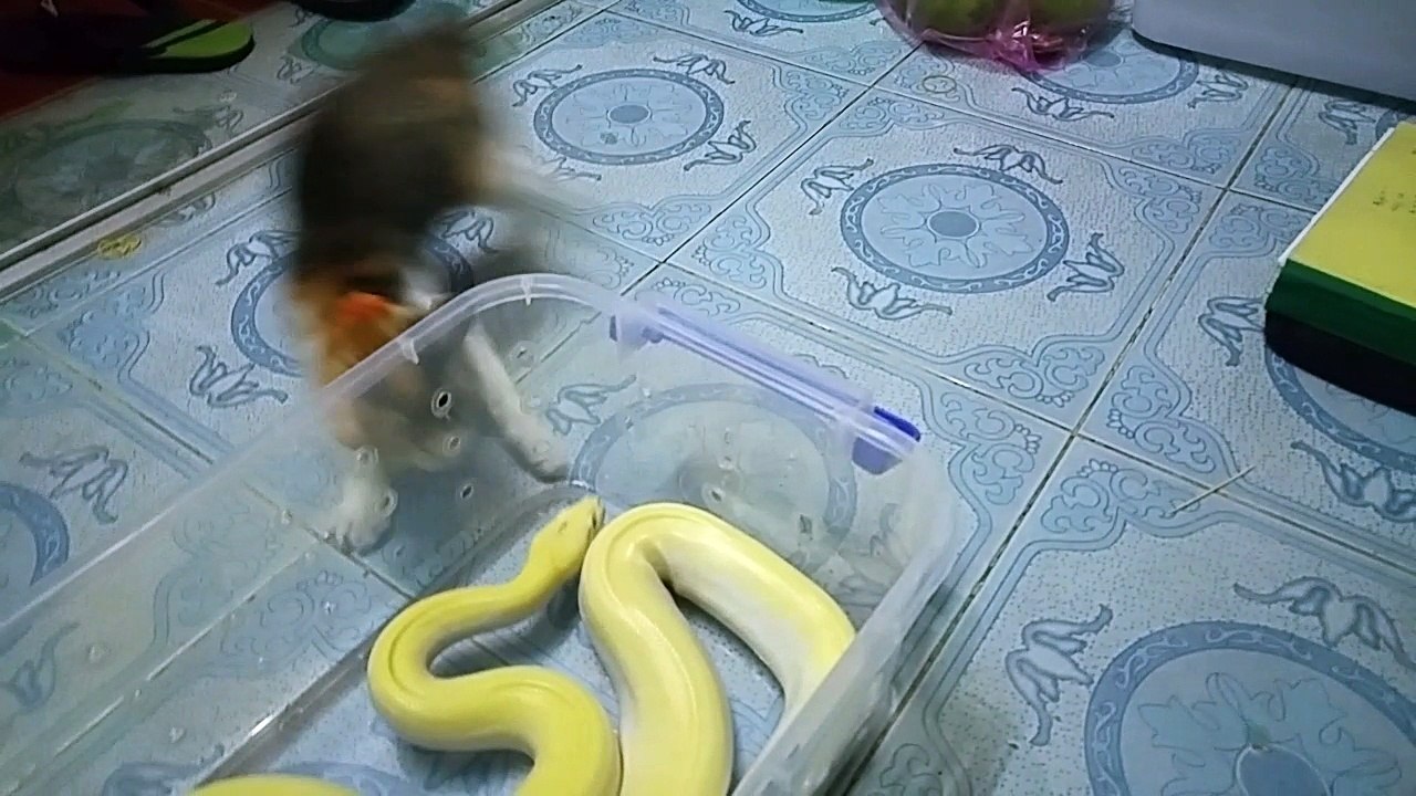 Snake and Cat Buddies