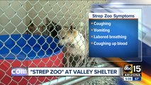 Strep Zoo illness discovered at Valley shelter