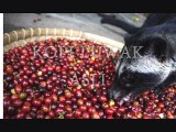 Supplier Kopi Luwak Surabaya | Kopi Luwak Sachet Banten | WA 081 233 660 207 | Jual Beli Kopi Luwak