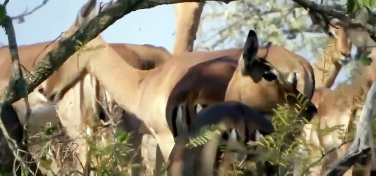 [Discovery Animals Documentary] Predators Wild Dogs Nat Geo Wild HD