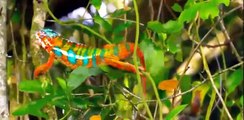 [Discovery Animals Documentary] Amazing Animals Hidden Deep in the Jungle Nature Documentary