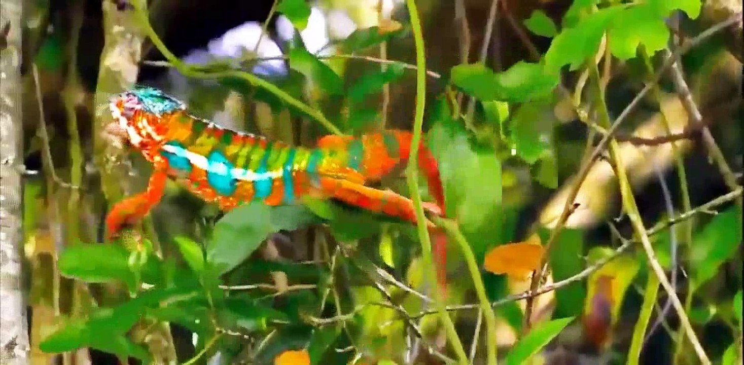 [Discovery Animals Documentary] Amazing Animals Hidden Deep in the Jungle Nature Documentary