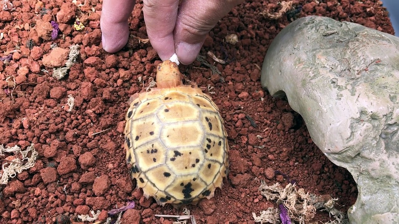 Tiny Turtle