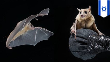 Bat researchers discover how brain maps where others are