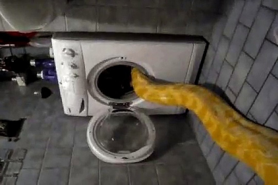 Sieste d'un ENORME serpent dans le lave-linge.. et ça les fait rire !