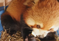 Red Pandas Rescued From Illegal Wildlife Trafficking on Border of Laos and China