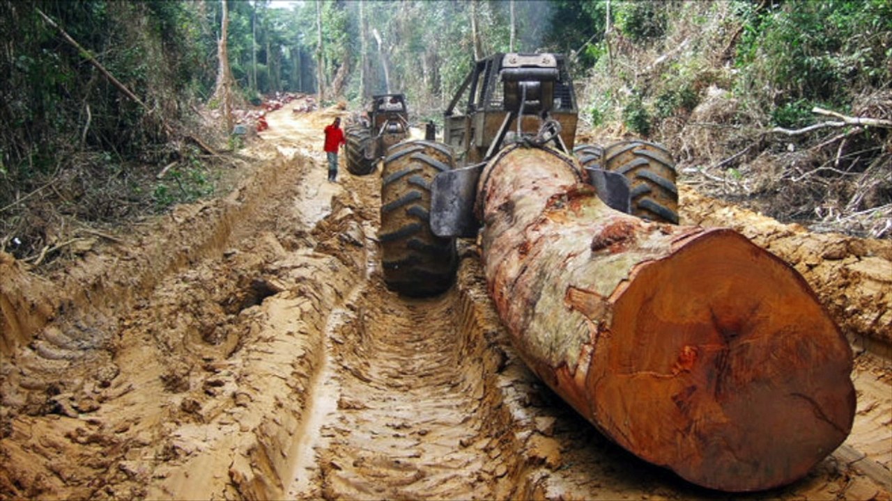 Deforestation and It’s Effects