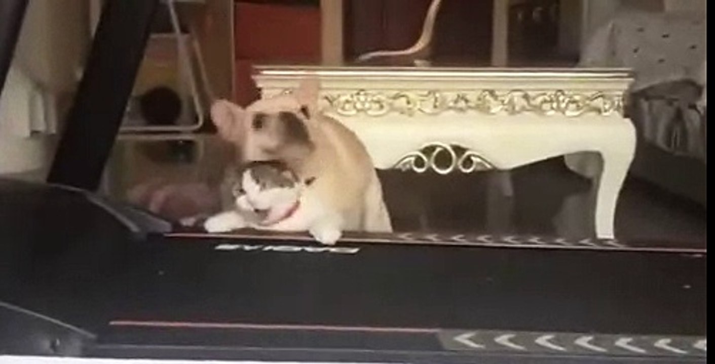 Dog X Cat