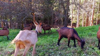 La Place du Village [S.1][E.85] Rencontre entre Jules Gaillard et Jeannot Christinaz à Morzine (Chablais)