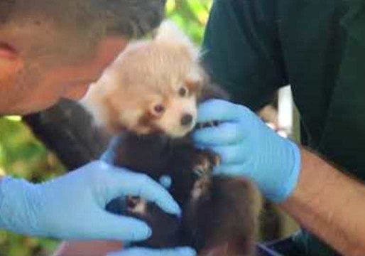 Nepalese Red Panda Cub Has First Health Check at Perth Zoo