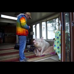 Domuz sahiplenen çifte ait görüntüler viral oldu