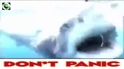 Kameralara Yansıyan gerçek Megalodon köpekbalığı Saldırıları !!!☻♥