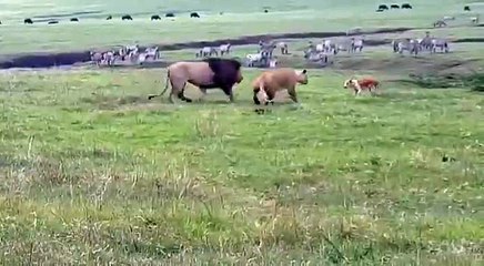 Leões vão pra cima de cachorro e vejam o que aconteceu!