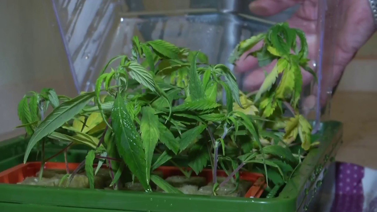 "C'est un traitement." Ces malades se battent pour la légalisation du cannabis médical