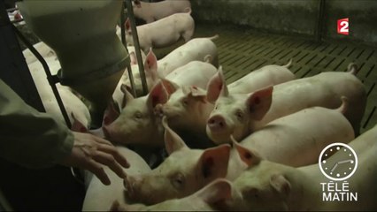 Sans Frontières - La peste porcine en Allemagne