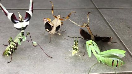 Mantes religieuses prêtes à attaquer