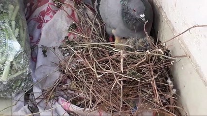 Pigeon born baby and care it
