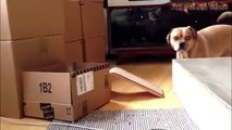 Funny Cats And Dogs - Funny Cats vs Dogs - Funny Animals Compilation