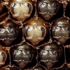 De larve à abeille, ce timelapse est magnifique