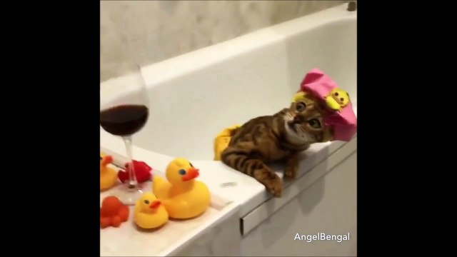 Tu vois pas que je me relaxe dans mon bain... Chat adorable