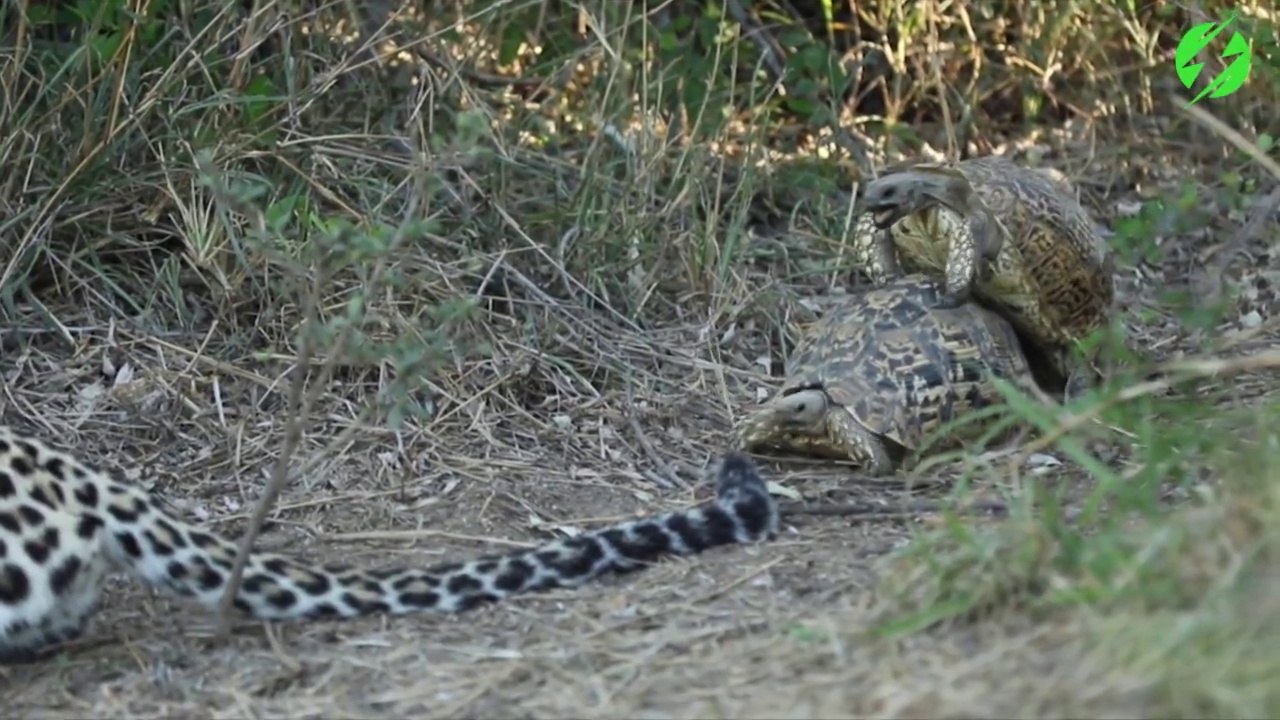 Quand 2 tortues viennent faire leur petite affaire devant un léopard un peu gêné!