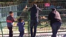 Cumhurbaşkanı Erdoğan'ın aslanları tavukla besleniyor