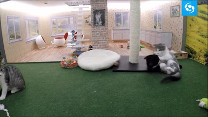 Les Islandais ont créé les Kattarshians, une émission de télé-réalité avec des chatons filmés 24h sur 24