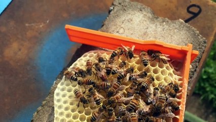 عالم النحل ،التطريد الطبيعي للنحل ،الجزء  /الثاني