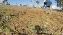 Preparing Land and Planting Olives