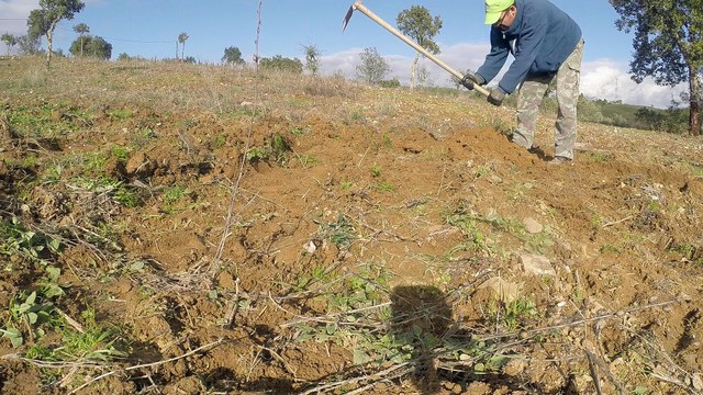 Preparing Land and Planting Olives