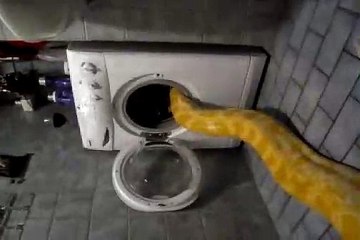 Sieste d'un ENORME serpent dans le lave-linge