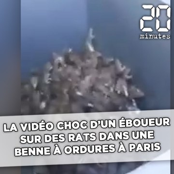 La vidéo choc d'un éboueur sur des rats dans une benne à ordures à Paris
