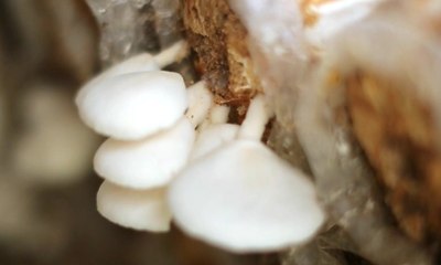 Kue Kering Berbahan Dasar Jamur