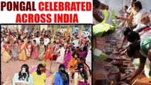 Pongal celebrated across India with great favor, Watch video | Oneindia News