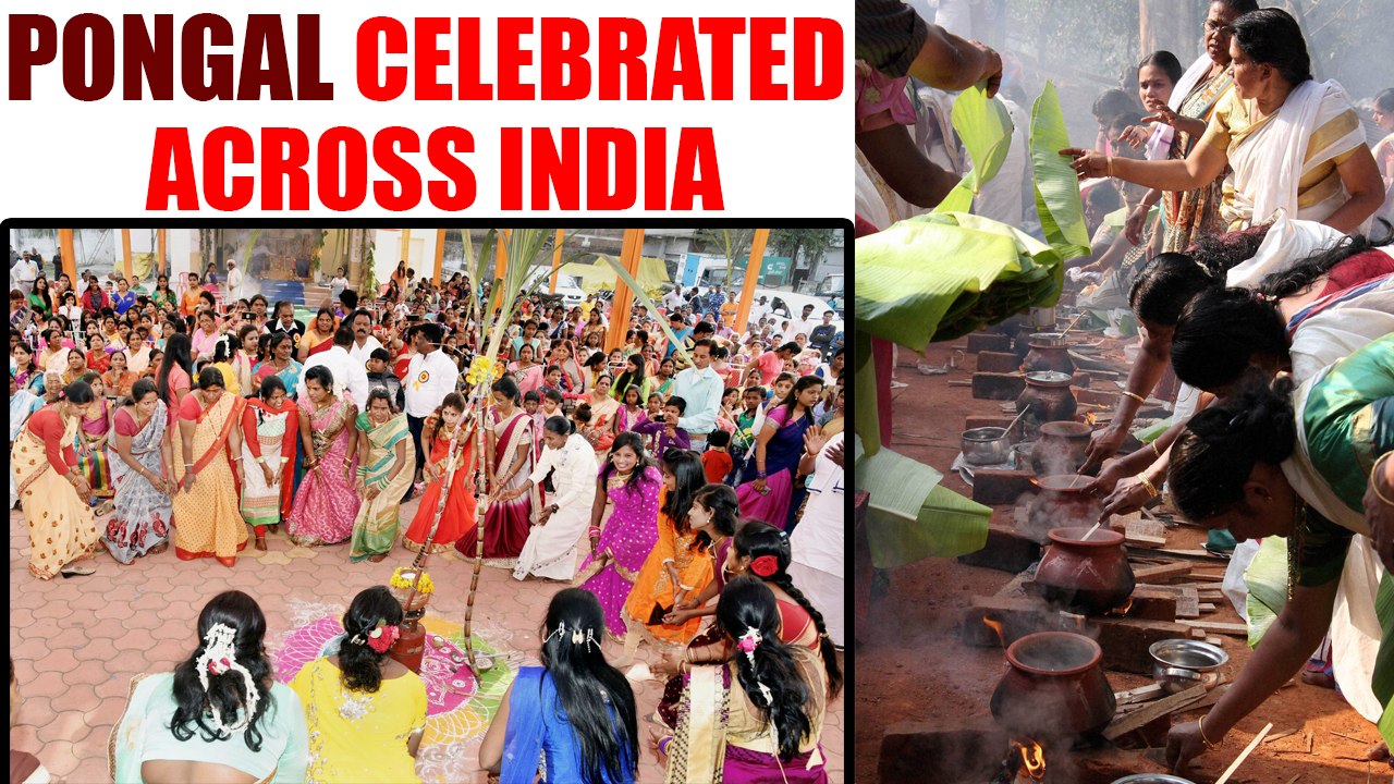 Pongal celebrated across India with great favor, Watch video | Oneindia News