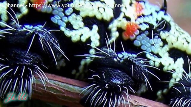 Bất ngờ trước nguồn thực phẩm chính của người dân nam phi là sâu lông