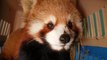 World's largest seizure of live red pandas conducted in Laos